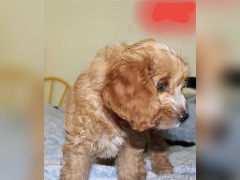 Cockapoo bereit zum Lieben!  - Schenken Sie sich selbst bedingungslose Liebe –