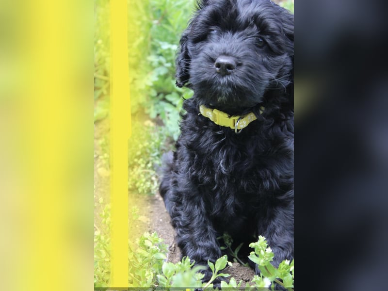 Cockapoo bereit zum Lieben!  - Schenken Sie sich selbst bedingungslose Liebe –