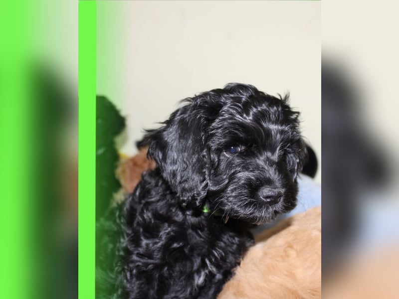 Cockapoo bereit zum Lieben!  - Schenken Sie sich selbst bedingungslose Liebe –
