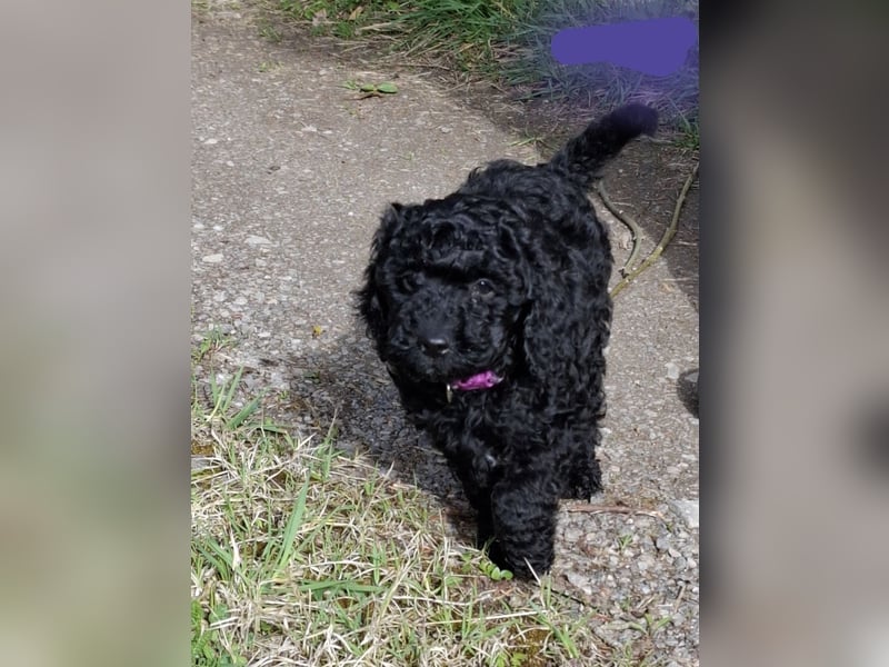 Cockapoo bereit zum Lieben!  - Schenken Sie sich selbst bedingungslose Liebe –