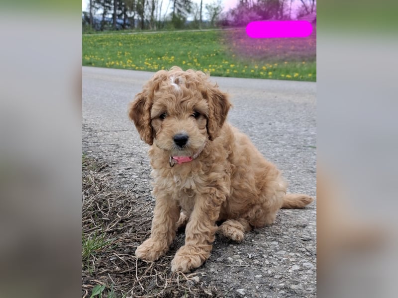 Cockapoo bereit zum Lieben!  - Schenken Sie sich selbst bedingungslose Liebe –