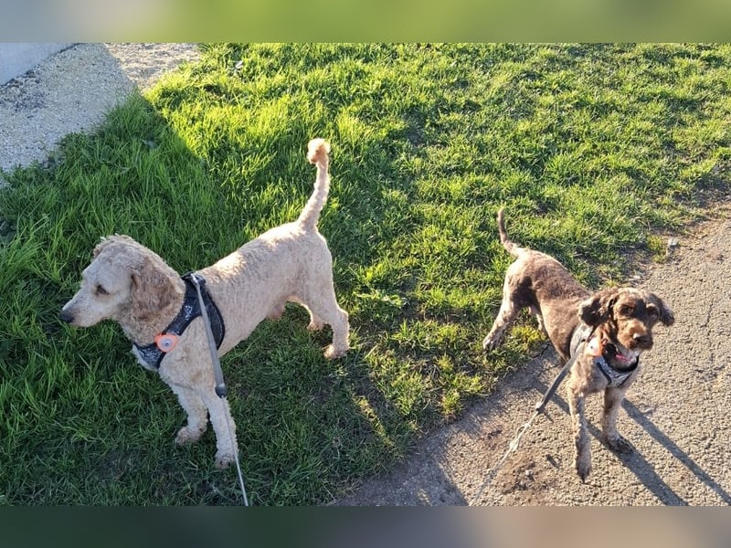 Cockapoo bereit zum Lieben!  - Schenken Sie sich selbst bedingungslose Liebe –