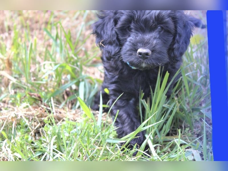 Cockapoo bereit zum Lieben!  - Schenken Sie sich selbst bedingungslose Liebe –