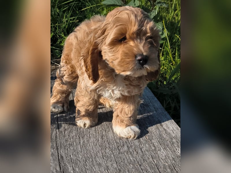 Wunderschöne Cockapoo-Welpen