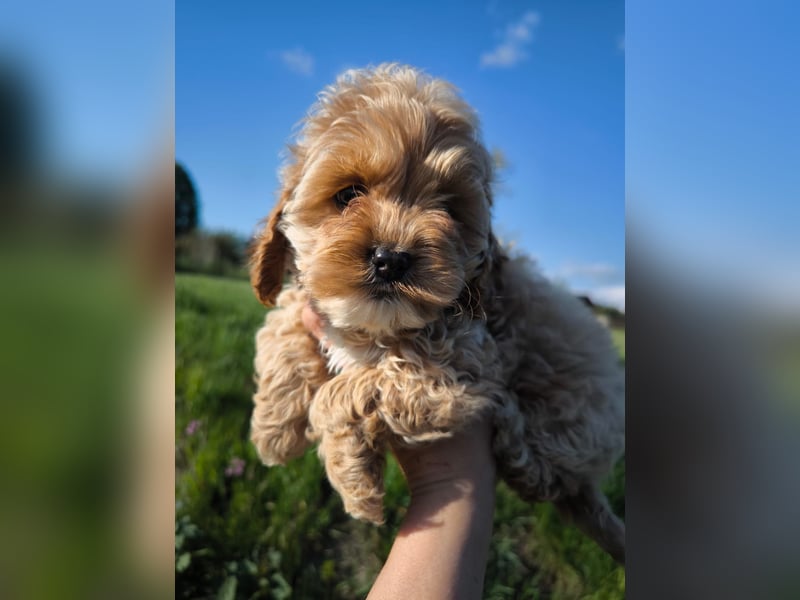 Wunderschöne Cockapoo-Welpen