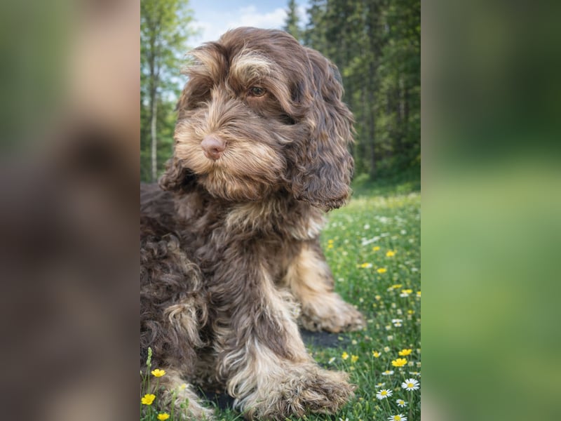 Cockapoo Choco Hündin