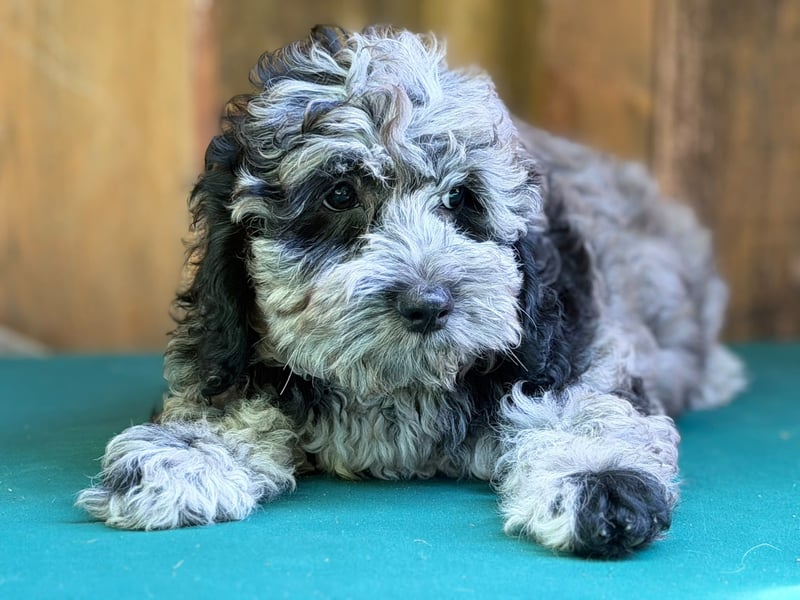 Einzigartige Silver-Merle-Cockapoo-Welpen