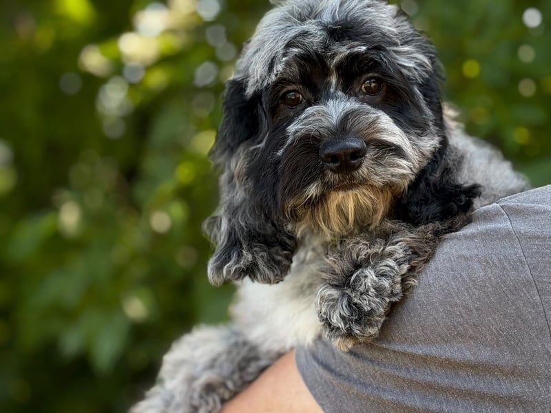 Einzigartige Silver-Merle-Cockapoo-Welpen