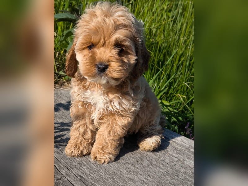 Wunderschöne Cockapoo-Welpen
