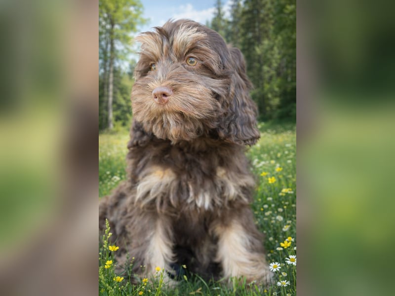 Cockapoo Choco Hündin