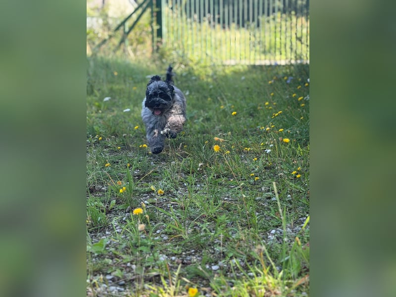 Einzigartige Silver-Merle-Cockapoo-Welpen