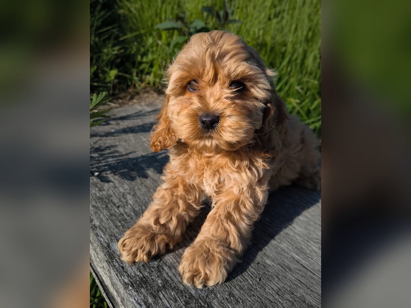 Wunderschöne Cockapoo-Welpen