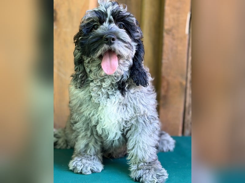 Einzigartige Silver-Merle-Cockapoo-Welpen