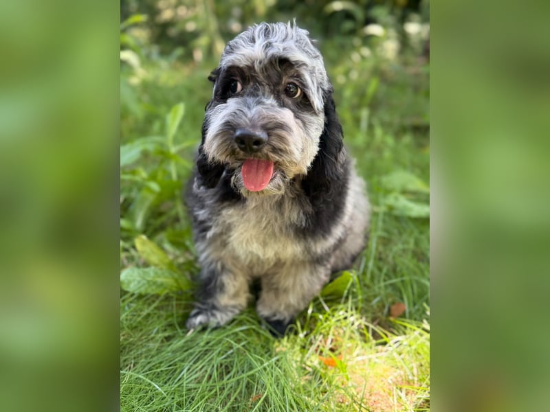 Einzigartige Silver-Merle-Cockapoo-Welpen