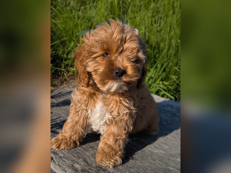 Wunderschöne Cockapoo-Welpen