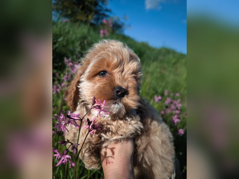 Wunderschöne Cockapoo-Welpen