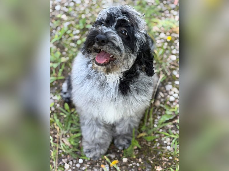 Einzigartige Silver-Merle-Cockapoo-Welpen