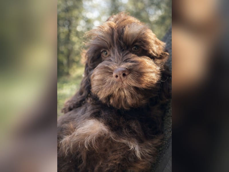 Cockapoo Choco Hündin