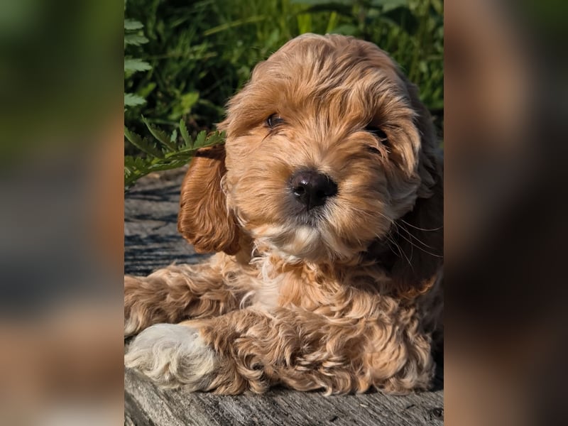 Wunderschöne Cockapoo-Welpen