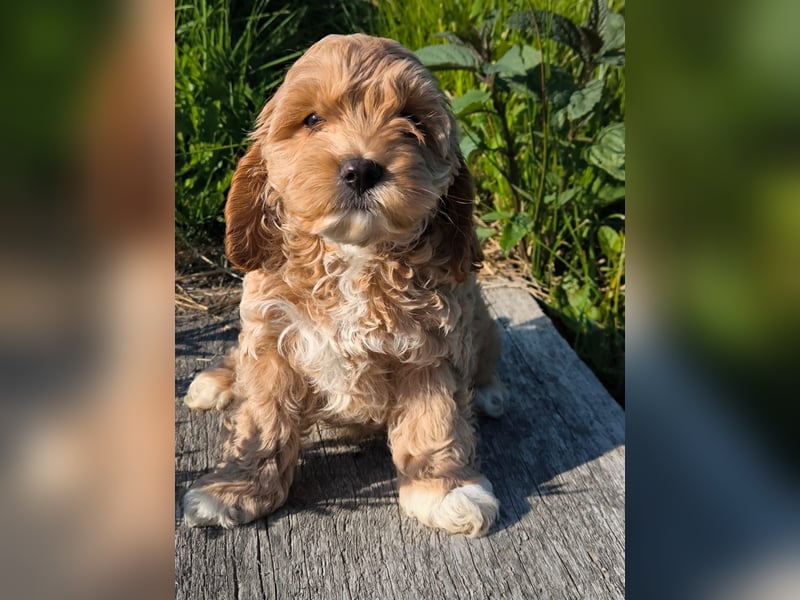 Wunderschöne Cockapoo-Welpen