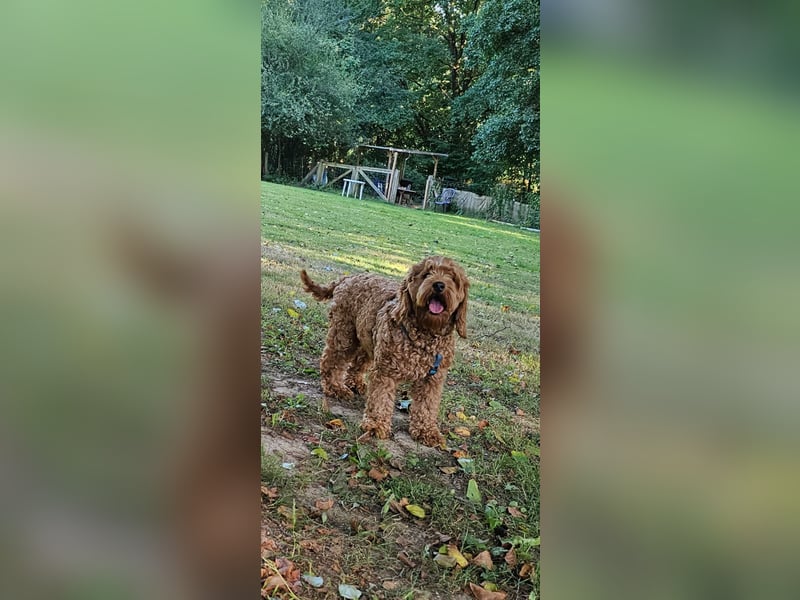 Cockapoo Elli