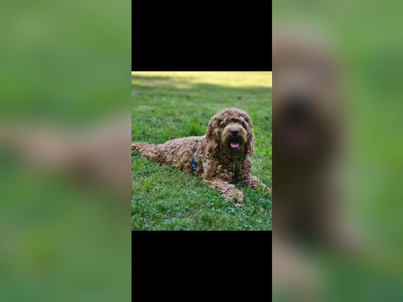 Cockapoo Elli