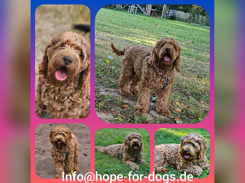 Cockapoo Elli