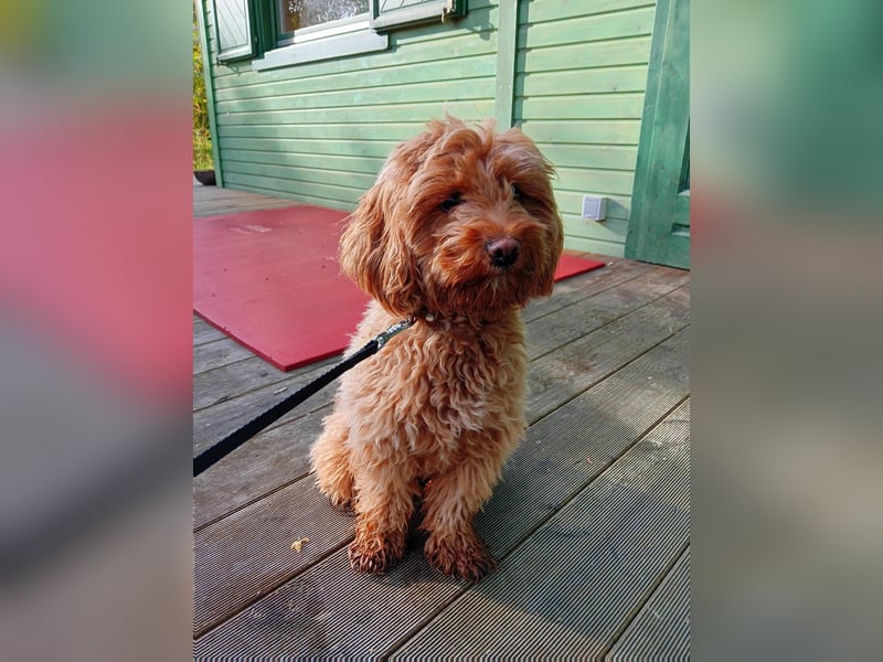 Sehr süße und liebe Cockapoo-Hündin (1,5 Jahre alt)