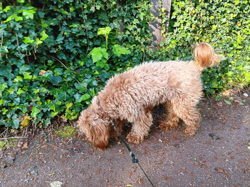 Sehr süße und liebe Cockapoo-Hündin (1,5 Jahre alt)
