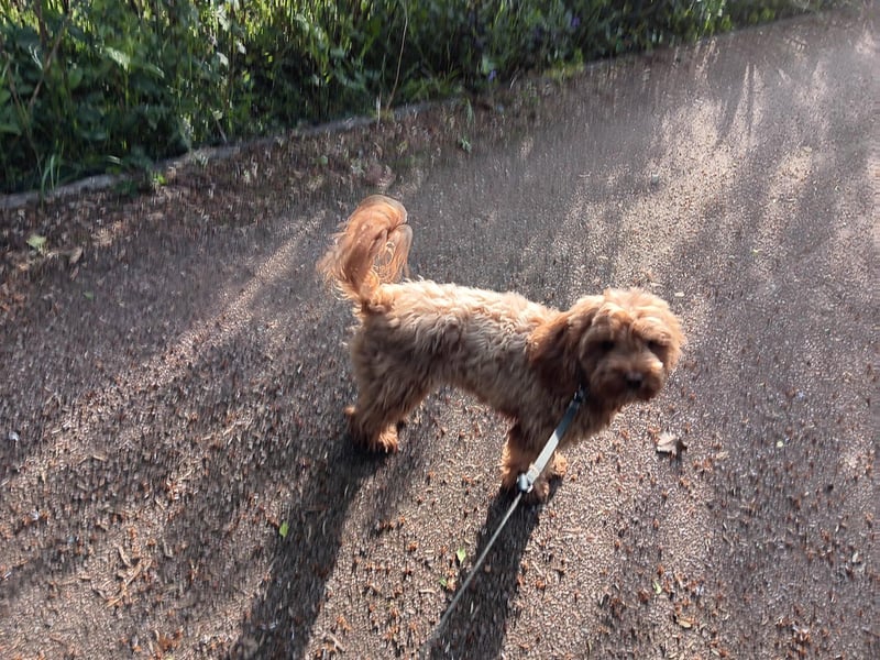 Sehr süße und liebe Cockapoo-Hündin (1,5 Jahre alt)