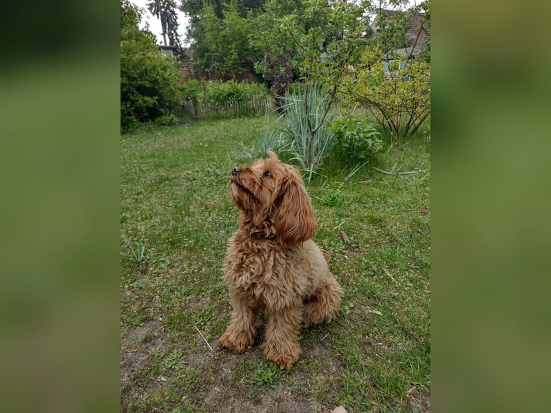 Sehr süße und liebe Cockapoo-Hündin (1,5 Jahre alt)