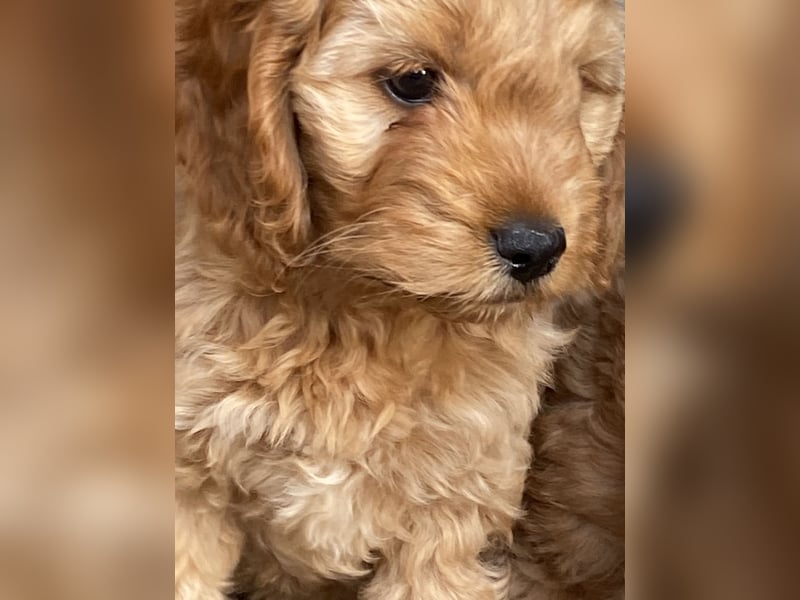 Cockerpoo Welpen Aprico können ausziehen