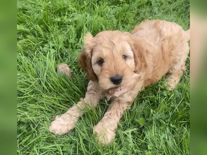 Cockapoo Welpen F1 Apricot