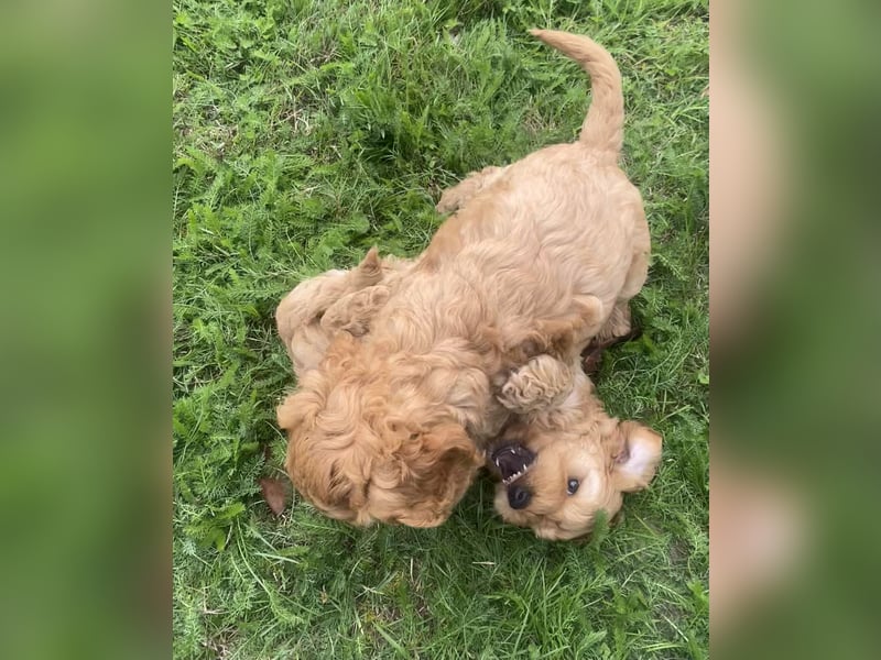 Cockapoo Welpen F1 Apricot