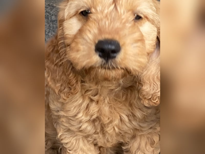 Cockerpoo Welpen Aprico können ausziehen