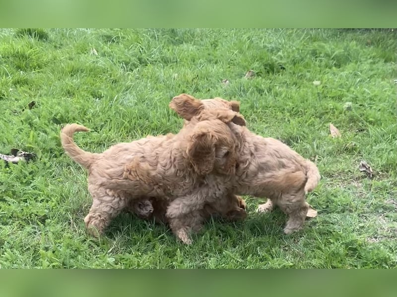 Cockapoo Welpen F1 Apricot