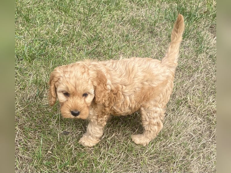 Cockapoo Welpen F1 Apricot