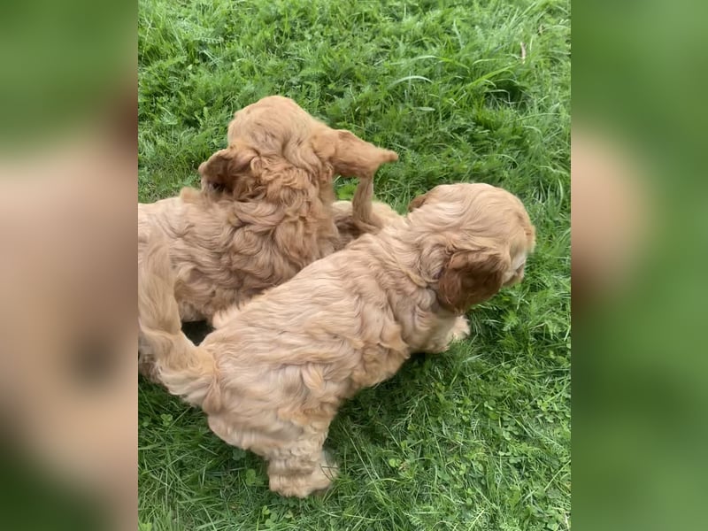 Cockapoo Welpen F1 Apricot