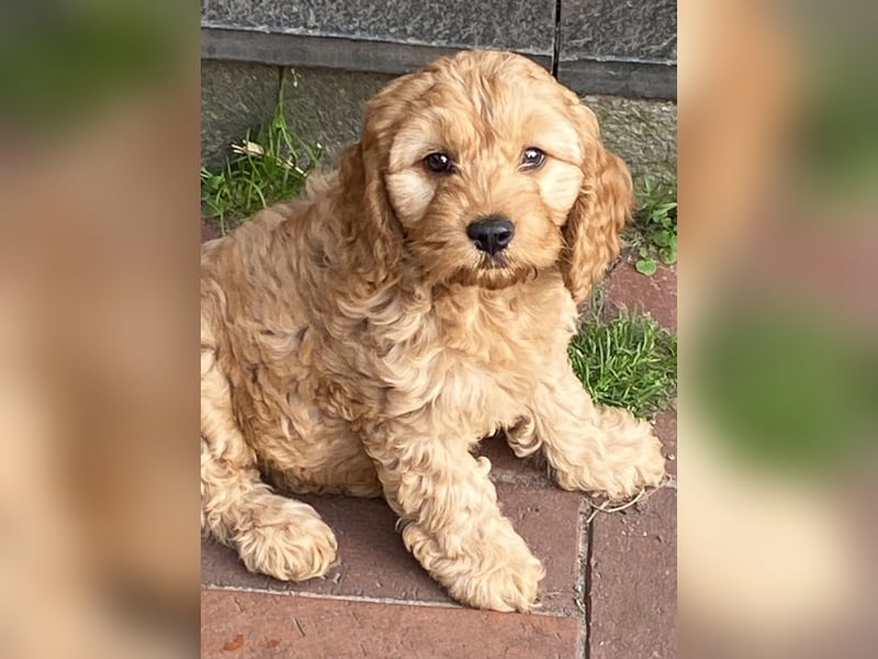 Cockerpoo Welpen Aprico können ausziehen