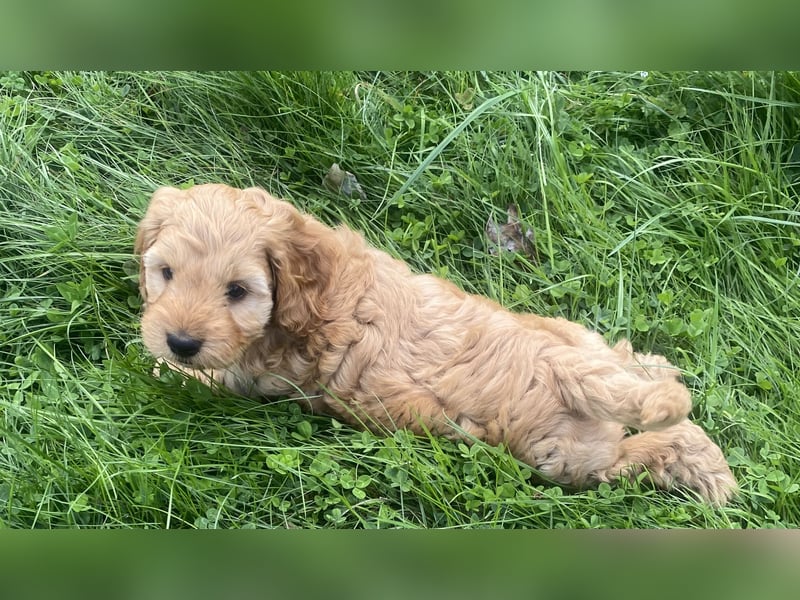Cockapoo Welpen F1 Apricot