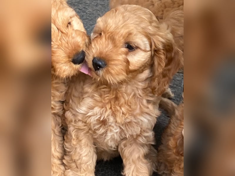 Cockerpoo Welpen Aprico können ausziehen