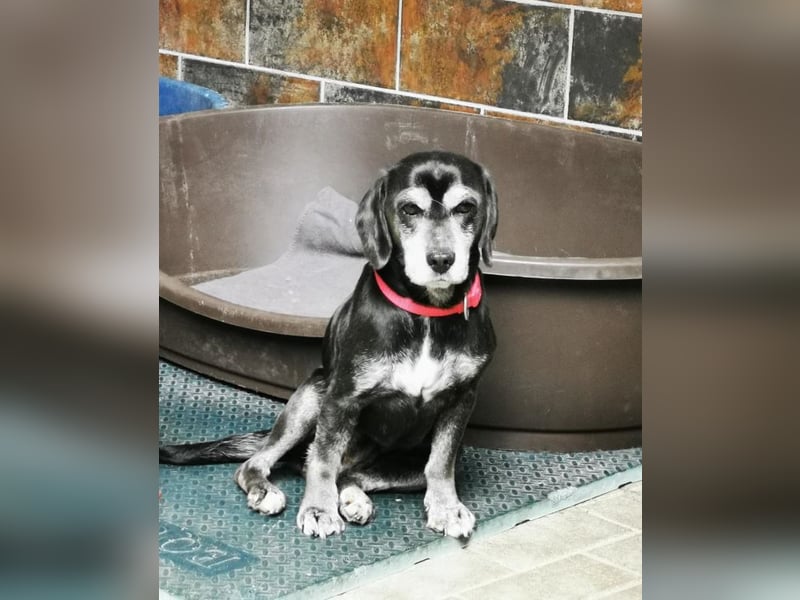 Dita, Cockerspaniel -Beaglemix, geb. 2015, super brave Seniorin mit gesundheitlichen Einschränkungen