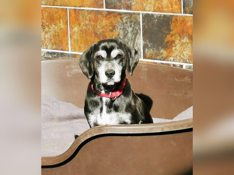 Dita, Cockerspaniel -Beaglemix, geb. 2015, super brave Seniorin mit gesundheitlichen Einschränkungen