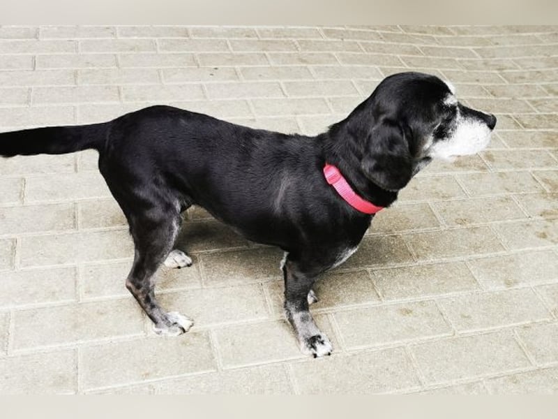 Dita, Cockerspaniel -Beaglemix, geb. 2015, super brave Seniorin mit gesundheitlichen Einschränkungen