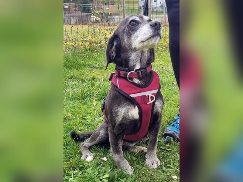 Dita, Cockerspaniel -Beaglemix, geb. 2015, super brave Seniorin mit gesundheitlichen Einschränkungen