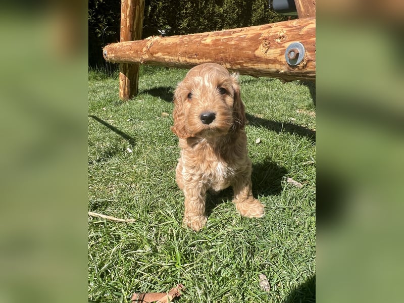 Cockapoo Welpe weibl sucht ein Zuhause