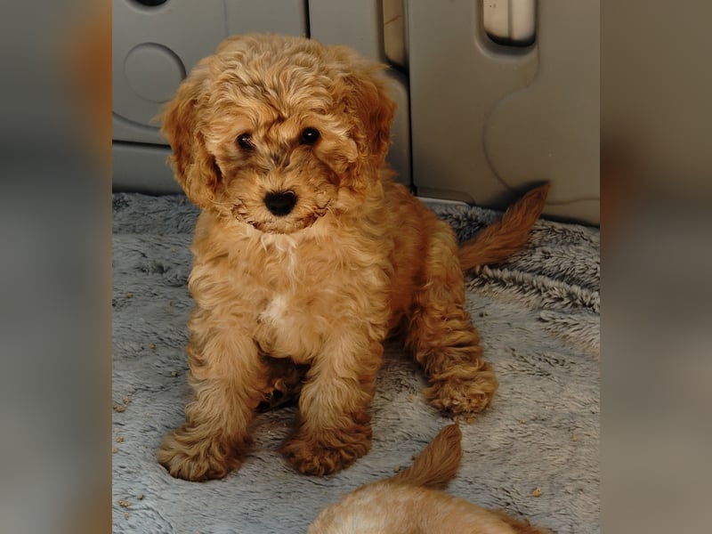 Cockapoo sucht neuen Dosenöffner