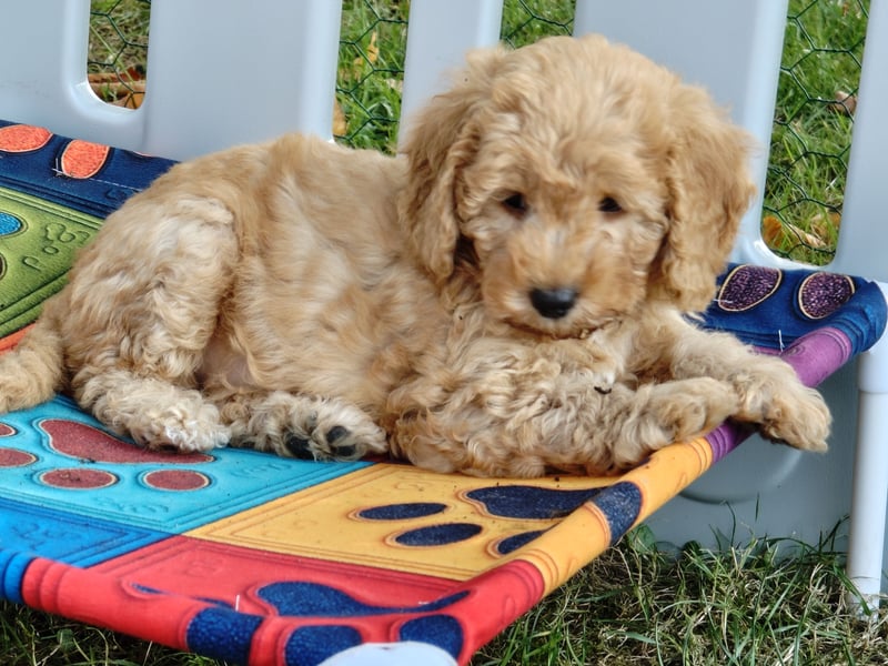 Cockapoo sucht neuen Dosenöffner