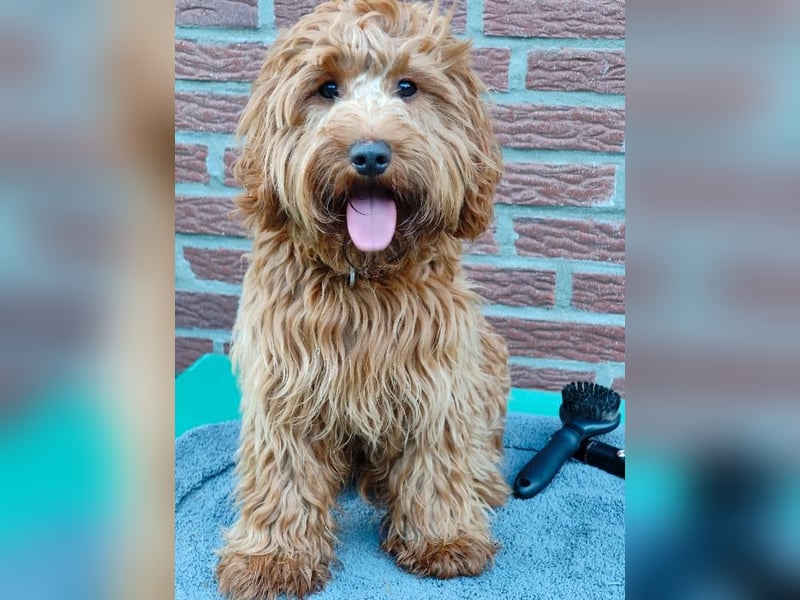 Cockapoo sucht neuen Dosenöffner
