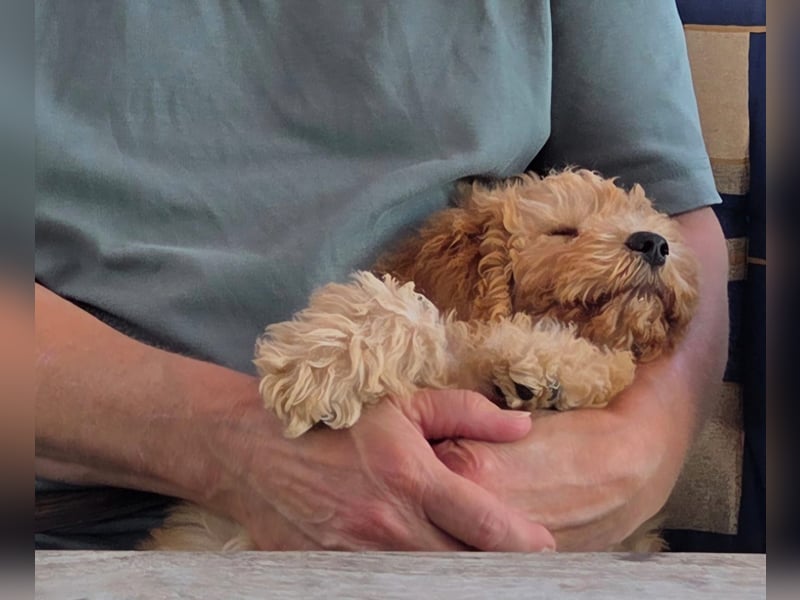 Cockapoo sucht neuen Dosenöffner